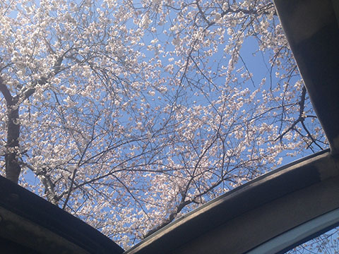 桜